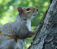 Damage by Grey Squirrels