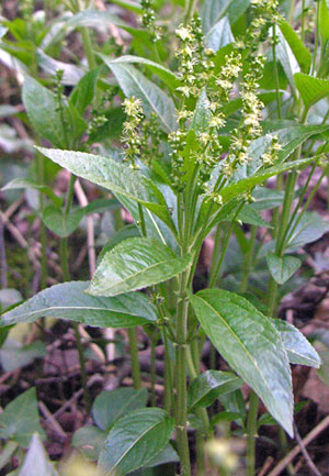 Dog’s mercury