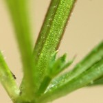 galium-1 galium-1