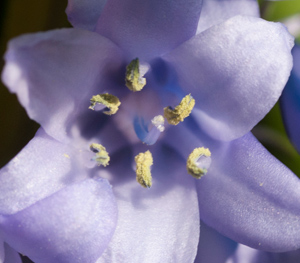 Recording your Bluebells