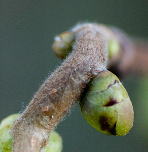 hazel-bud