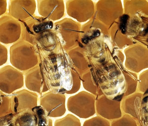 Bees – and the weather.