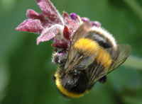 Gardens, wildlife and our cities