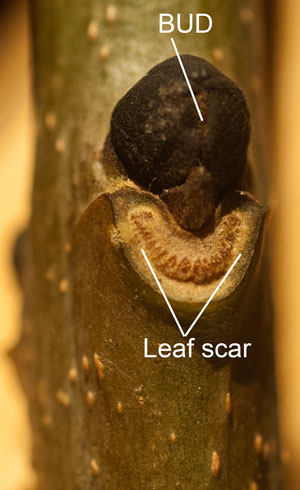 leaf-scar