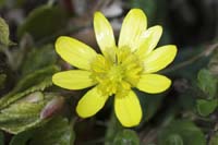 The lesser celandine