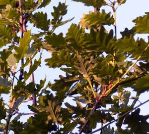 Floor to Ceiling – The “layers” of a woodland