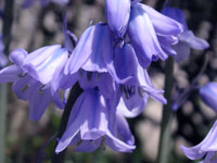 Recording your Bluebells