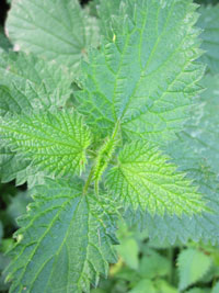 Stinging Nettles