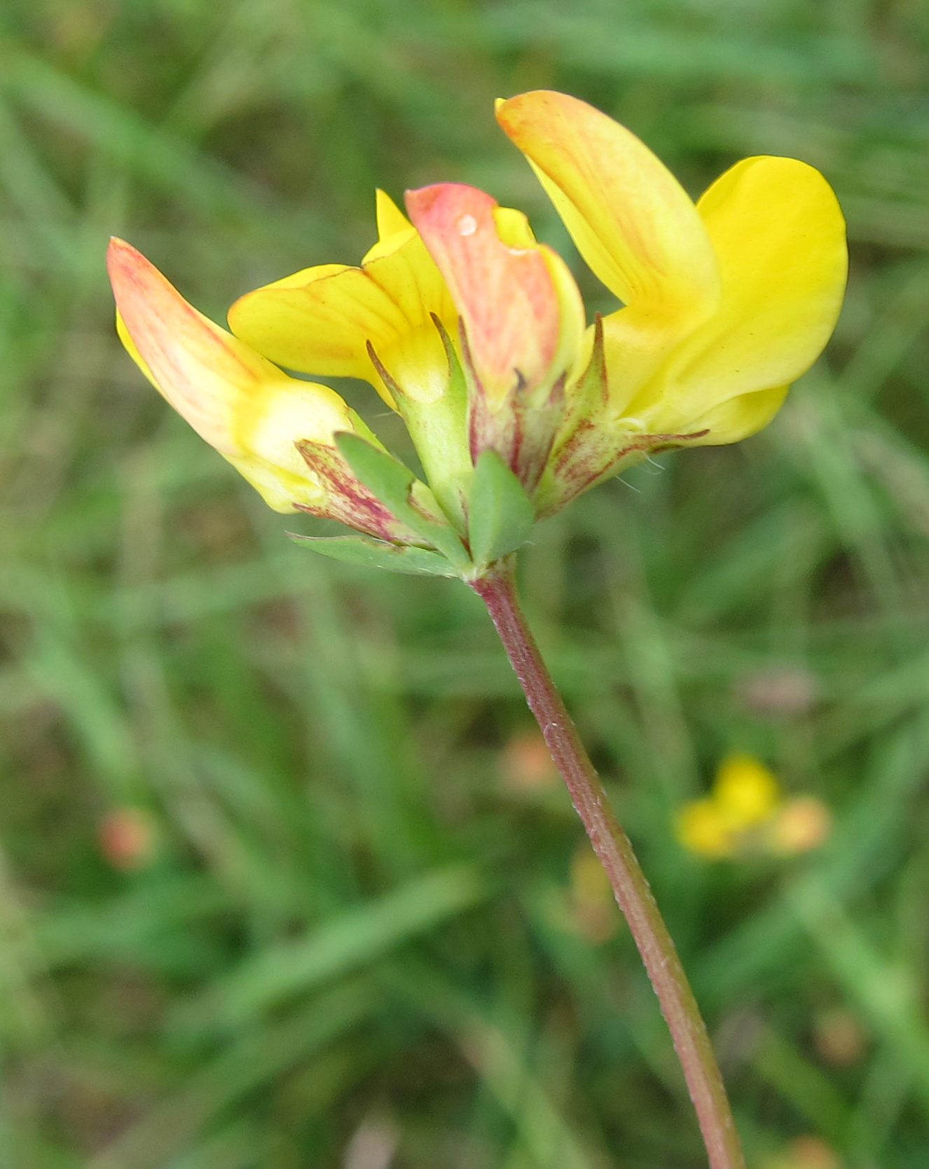 responses of some legume crops to irrigation and growth regulators research works
