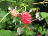 Wild food
