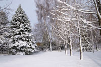 The Woodlands.co.uk Christmas Quiz