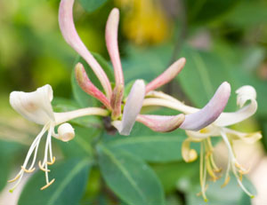 Honeysuckle flower