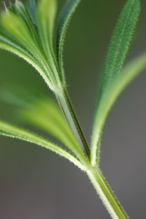 barbs-on-stem