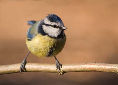 blue tit