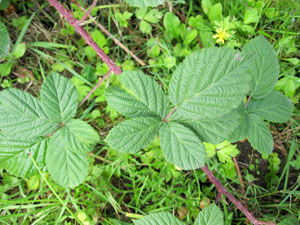 Thorny bushes with juicy berries, the brambleberry bushes grow in