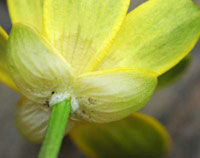flower of ficaria