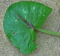 leaf of Ficaria verna