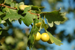 green marble galls