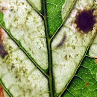 leaf miner damage