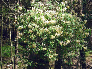 honeysuckle in hedgerow