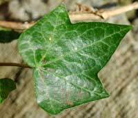 ivy leaf