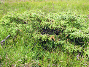 Juniper Woodlands Co Uk