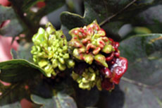 multiple knopper galls