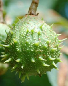 young horse chestnut fruit - conker