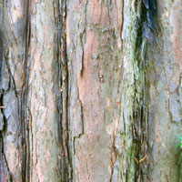 yew bark