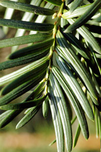 Yew leaves arranged in rows