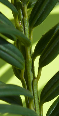 yew-leaves-spiral