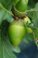  Acorns