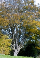  Beech Mature