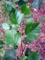  Birch Leaves