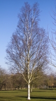 Winter Birch 