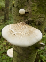  Bracket Fungus
