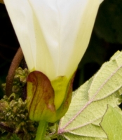  Bracts of Bindweed