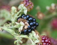  Bramble Fruit