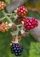  Bramble Fruit