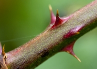  Bramble Thorn