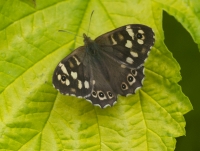  Speckled Wood Butterfly