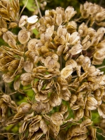  Cow Parsely Seed Head