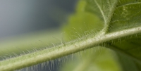  Dead Nettle Hairs