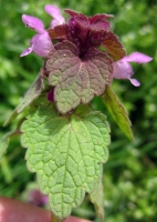  Dead Nettle