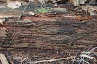  Decaying Wood