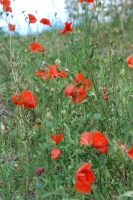  Norfolk Poppy Field