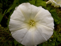  Convolvulus