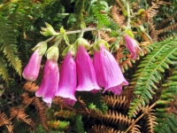  Foxglove