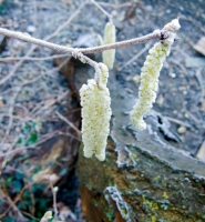  Frost Hazel Catkins