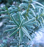  Frosty Yew
